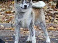 Saya, Eine wunderschöne Tigerdame, mit einem