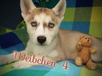 Hallo liebe zukünftige Hundebesitzer. Unsere