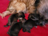 Wir haben 2 kleine süße Mischlingshundewelpen abzugeben