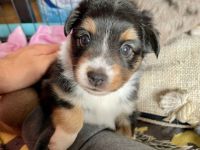 Dieser bildhübsche Wurf besteht aus 7 gesunden und