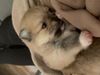 Am 13.11.2022 hat unsere Zwergspitz Pomeranian Hündin