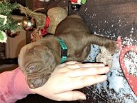 Unsere Hündin brachte am 23.11.2022 sechs Welpen auf