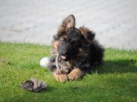 Die Zuchtstätte für Deutsche Schäferhunde ,,vom