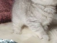 Wunderschöne 4 kleine Bildhübsche Bärchen mit blauen