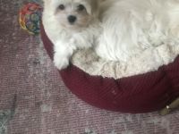 Unsere kleine Lala ist bereit ab sofort für ein