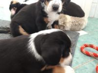 Hey liebe Hundefreunde, wer sucht einen Kameraden fürs