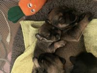 Hallo liebe Hundeliebende, Am 19.11.2022 hat unsere