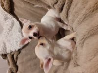 Hallo ihr lieben, 2 kleine süße Mädchen suchen absofort