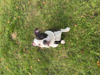 Bonez, Hallo Liebe Leute, unser Junghund sucht ein