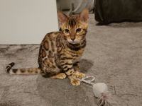 Hallo zusammen, Wir waren 4 kleine Kitten, zwei Mädchen