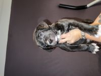 Unsere liebevolle Familienhündin Alessia hat am 11.09