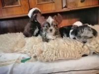 Wunderschöne Bolonka Zwetna Mix Welpen! Unsere kleinen