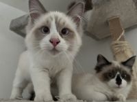 Ragdoll/Siam, Mix-Kitten