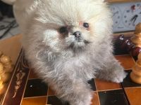 Usere Pomeranian Welpen Boo Bärchen sind da! Unsere