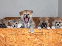 Von unserer Zuchstation Kasai No Okami möchten wir für