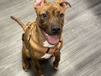 American bully tiegermuster