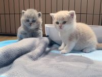 Wunderschöne Britisch Kurzhaar Kätzchen