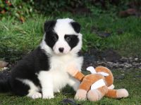 Traumhaft Schöner Border Collie Wurf in Seal Weiß