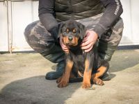 Rottweiler Hündin zu verkaufen