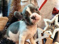 Französische Bulldogge Rüde mit Ahnentafel Abgabebereit