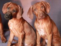 Two very perspective girls