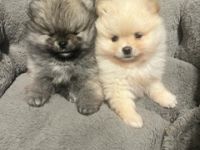 Pomeranian Zwergspitz