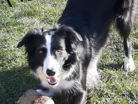 Border Collie Welpen mit Ahnentafel