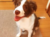 Weiblicher Border Collie