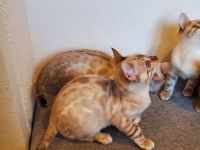 Reinrassige Bengal Kitten