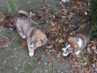 Unsere Welpen suchen ein Zuhause! :)