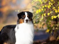 Starlight Australian Shepherds