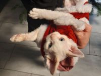 Devon rex Kätzchen mit blauen Augen