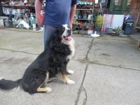 Deckrüde großer Bernasennen Lankhaar