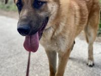 Ares sucht sein Traumzuhause