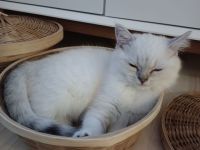 Britisch Kurzhaar Katze