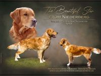 Wunderschöner, erfahrener Golden Retriever Deckrüde mit FCI-Abstammung und Top Gesunheitswerten