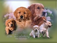 The beautiful Star from Niederberg - Golden Retiever Welpen  Wurfplanung Feb.2023