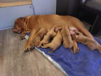 Boerdauxdoggen Welpen