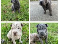 Shar Pei Welpen aus liebevoller deutscher Zucht suchen ein tolles Zuhause.