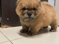 Chow Chow Welpen Abgabebereit