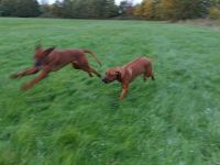 Rhodesian Ridgeback Rüde und Hündin mit Ahnentafel