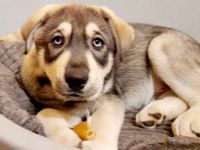 Kleiner Buddy sucht sein Zuhause