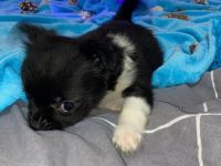 Chihuahua Welpen zu verkaufen