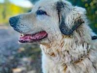 Zorro sucht sein Glück!