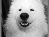 Sammy sucht ein Zuhause!