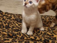 Bengalkitten reinrassige