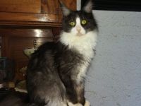 Reinrassige Maine Coon Mädchen m. Stammbaum auszugsbereit