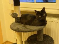 Xiaohei, der Smoke Asian Kater