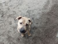 American Bulldog Mix Eddie