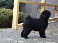 Puli boy with FCI pedigree for sale